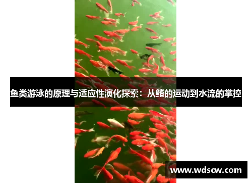 鱼类游泳的原理与适应性演化探索：从鳍的运动到水流的掌控